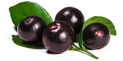 bulk acai juice concentrate suppliers