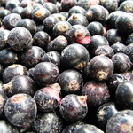 iqf frozen blackcurrant