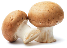 bulk mushroom powder suppliers