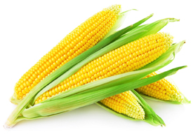 bulk corn powder suppliers